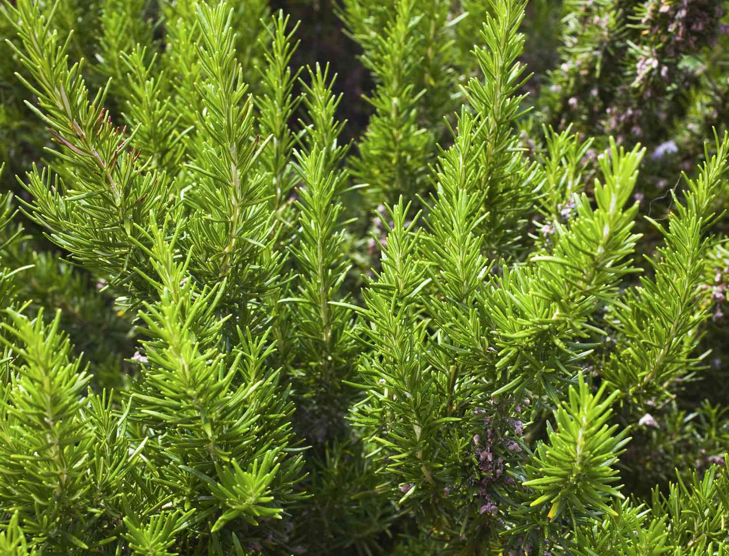 rosemary bush growing outdoors in garden in the sun