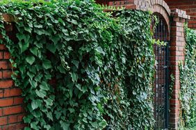 An ivycovered brick wall with an arched metal gate integrated into its structure