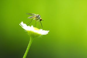 A small insect perched on a daisy flower with a green background