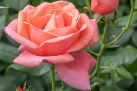 Coral pink rose