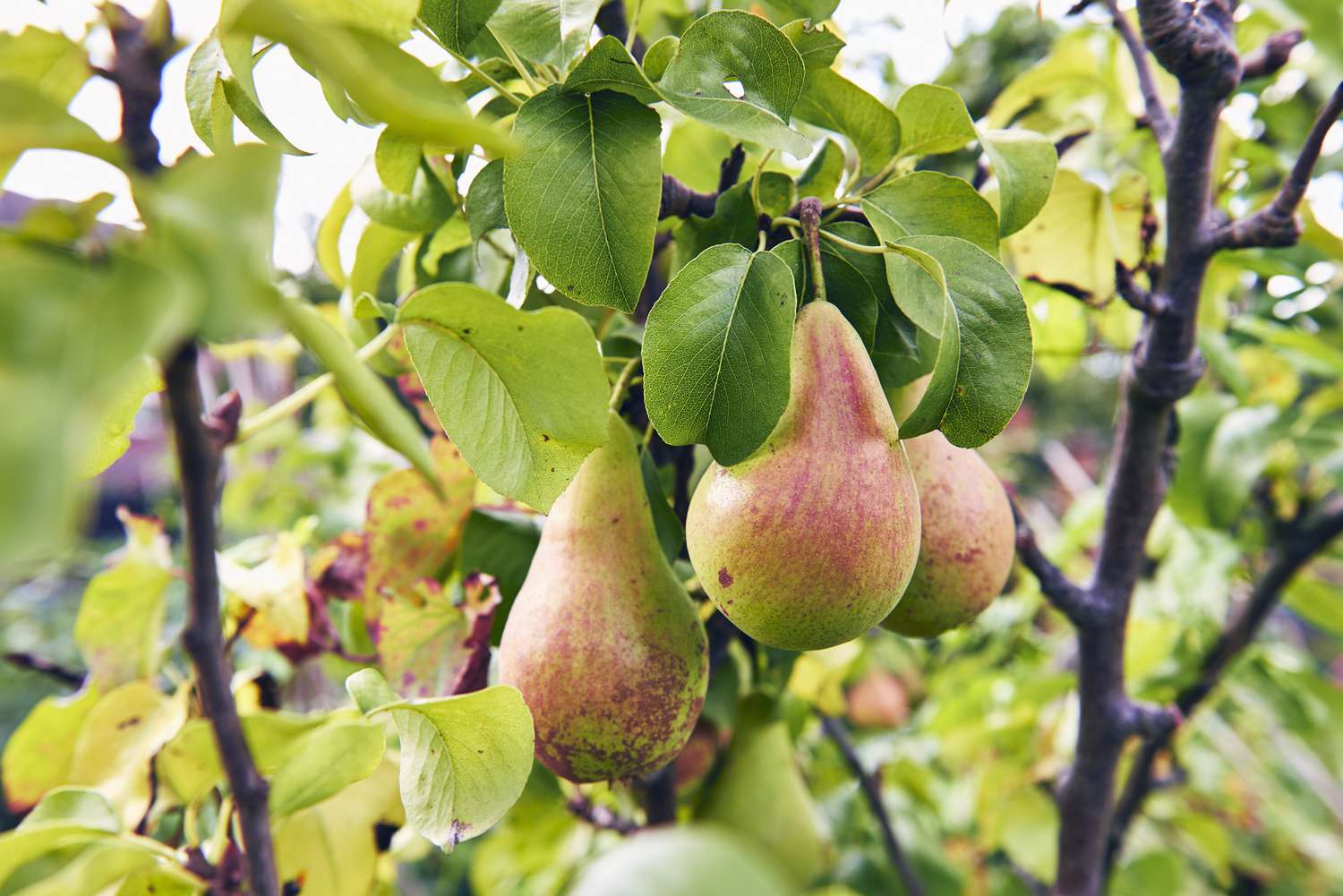Pear tree