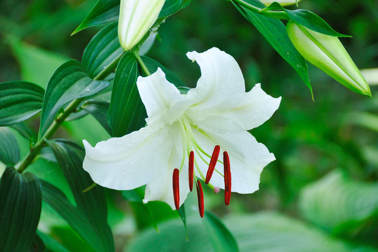 Casa Blanca Lily