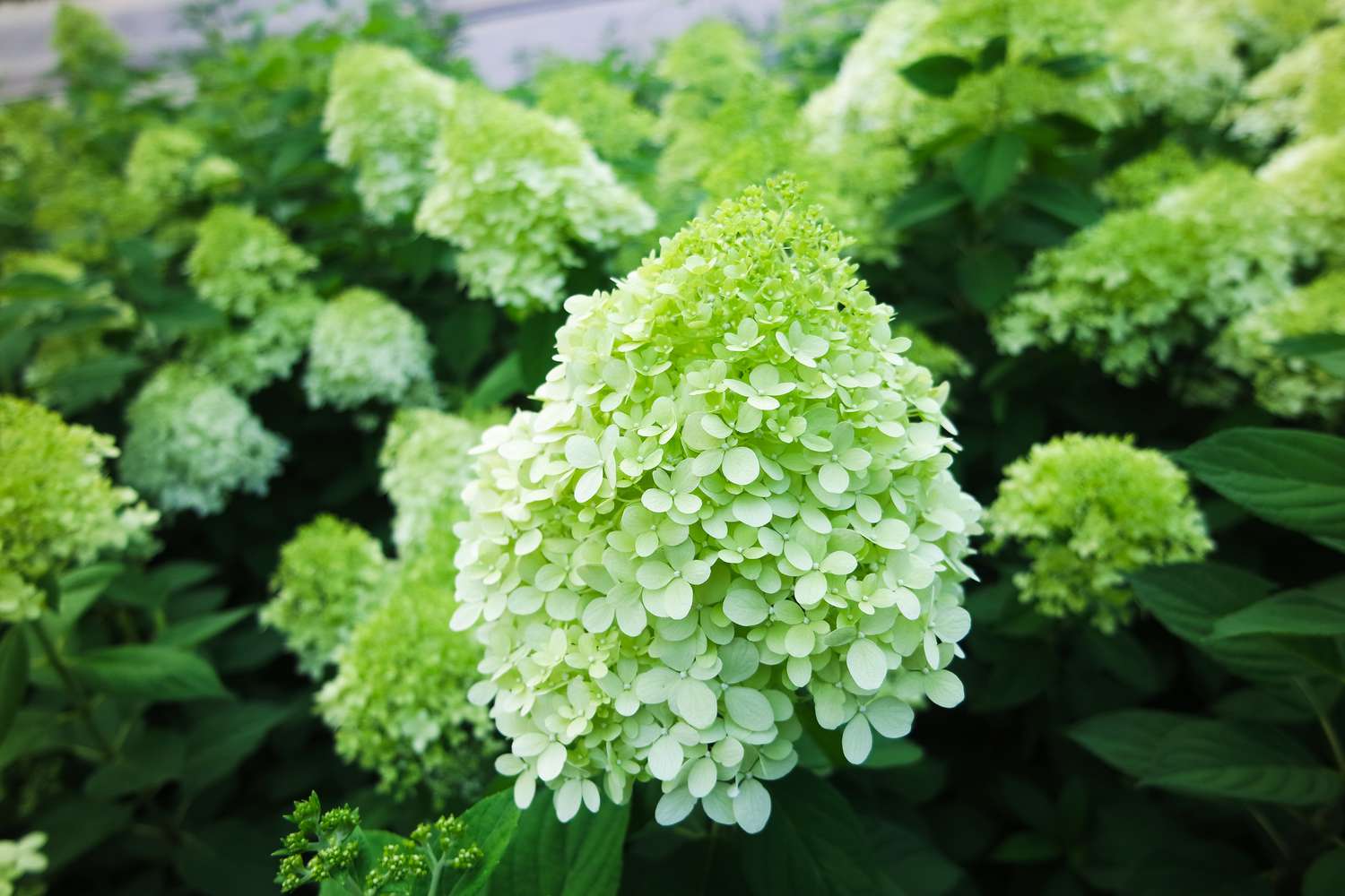 Limelight Hydrangea
