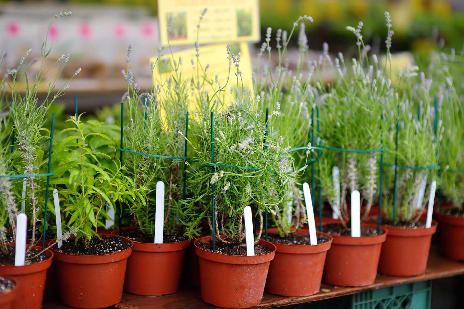Plants in garden center