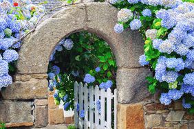 blue hydrangeas surrounding gate