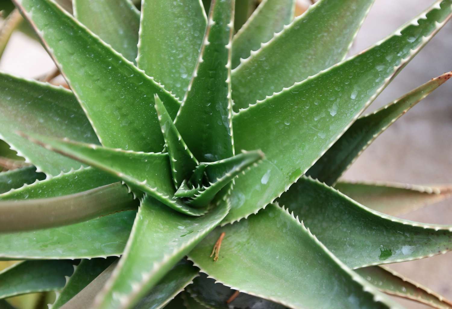 Agave Plant, Genoa Italy