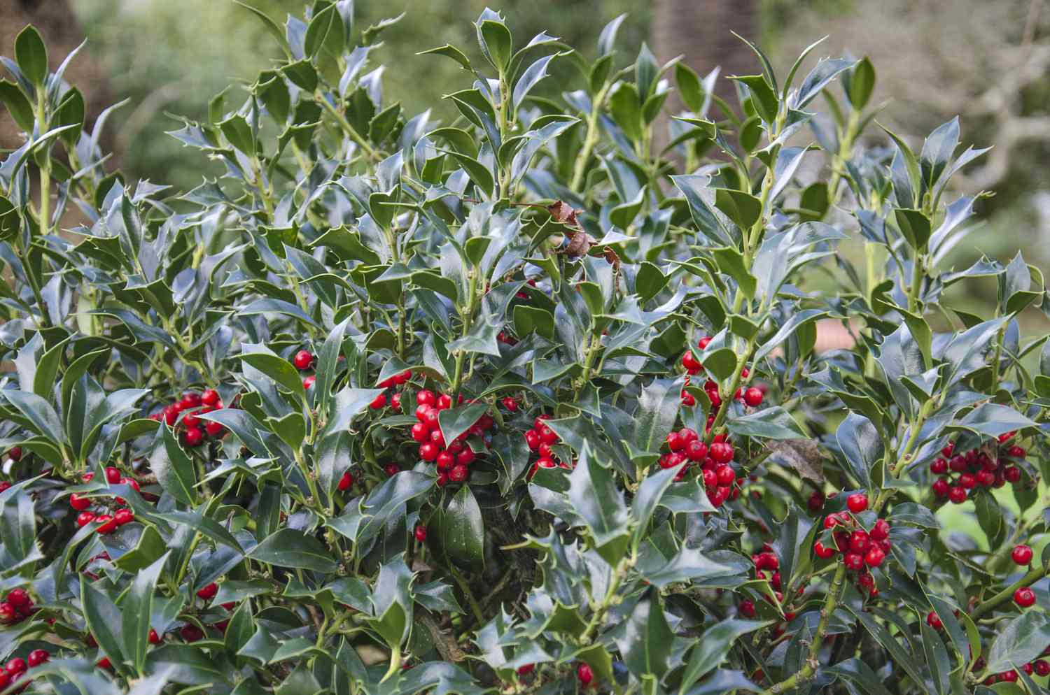 Holly bush