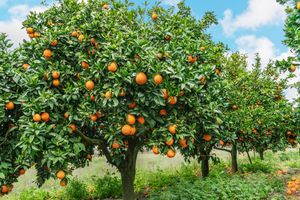 fruit trees in garden 