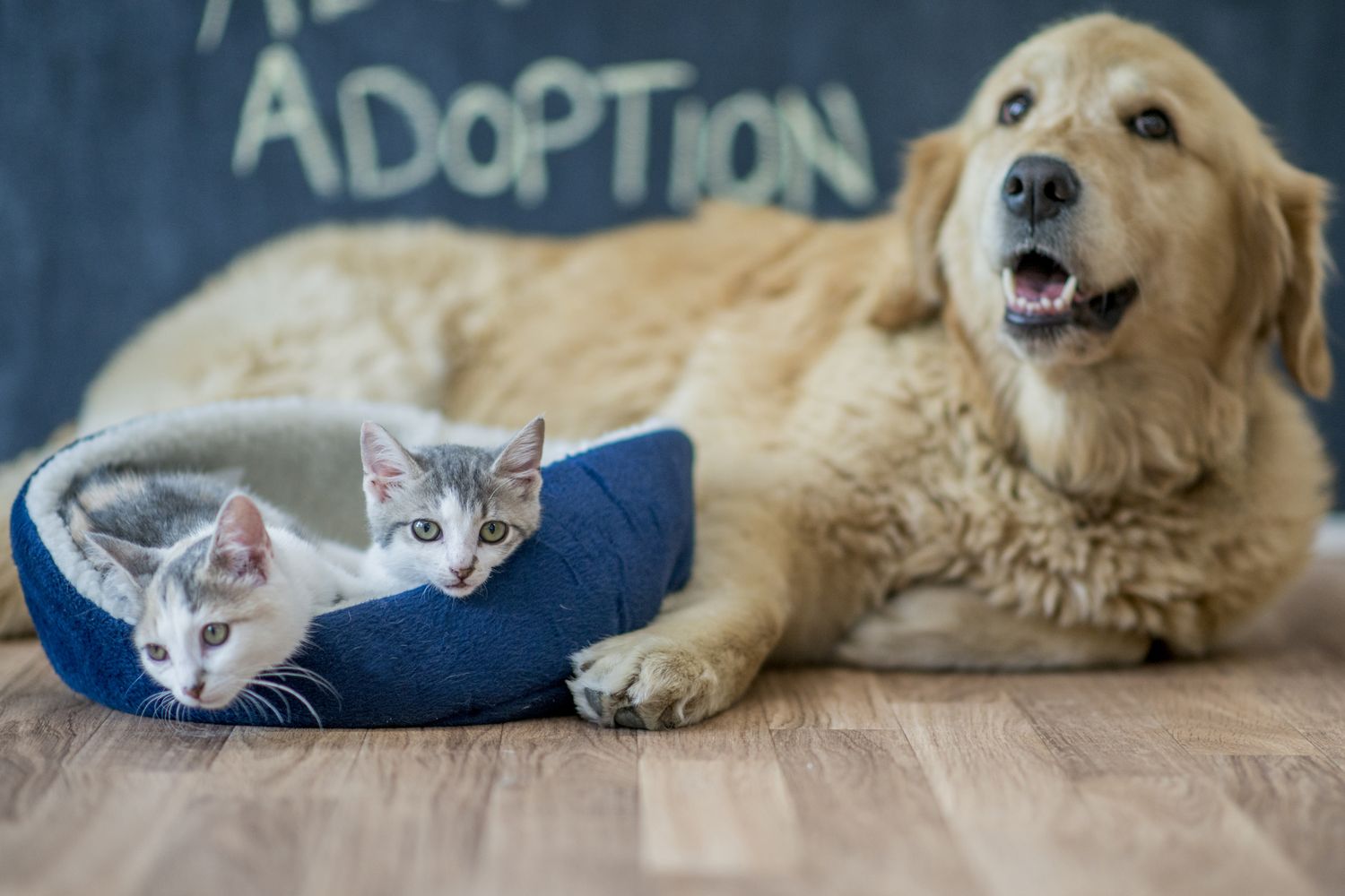 A golden retriever lying next to a small bed with two kittens inside with Adoption written on a chalkboard in the background