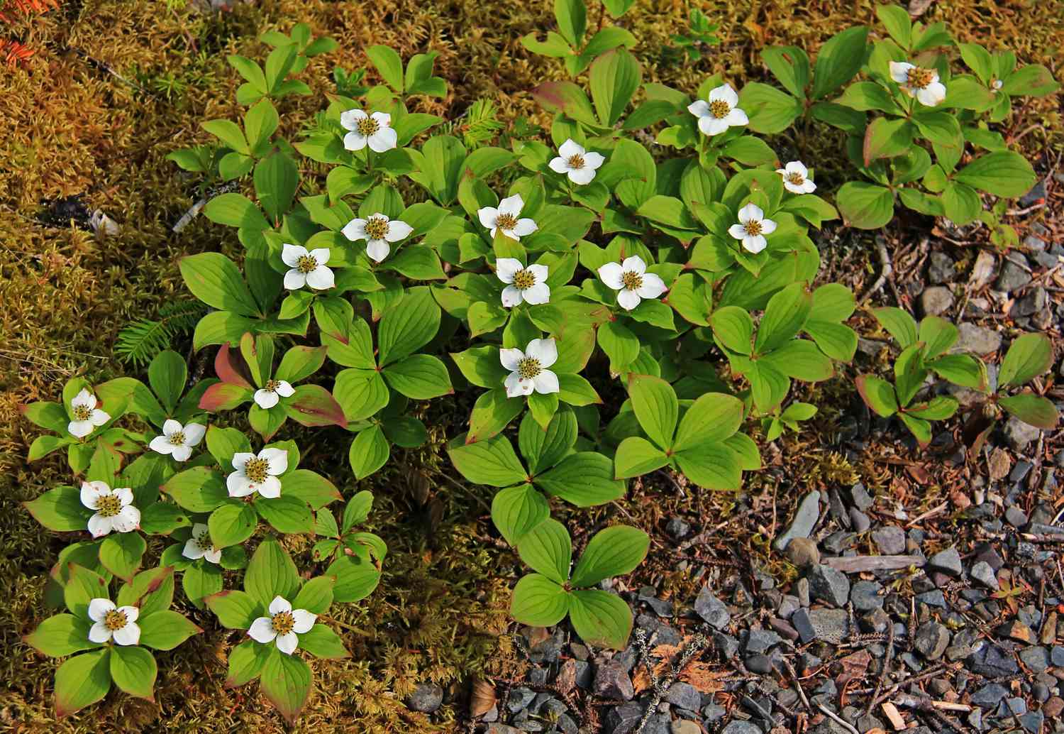 Cornus canadensis, Canadian dwarf cornel, Canadian bunchberry, Quatre-temps, Crackerberry, Creeping dogwood, Dwarf Dogwood, Cornaceae