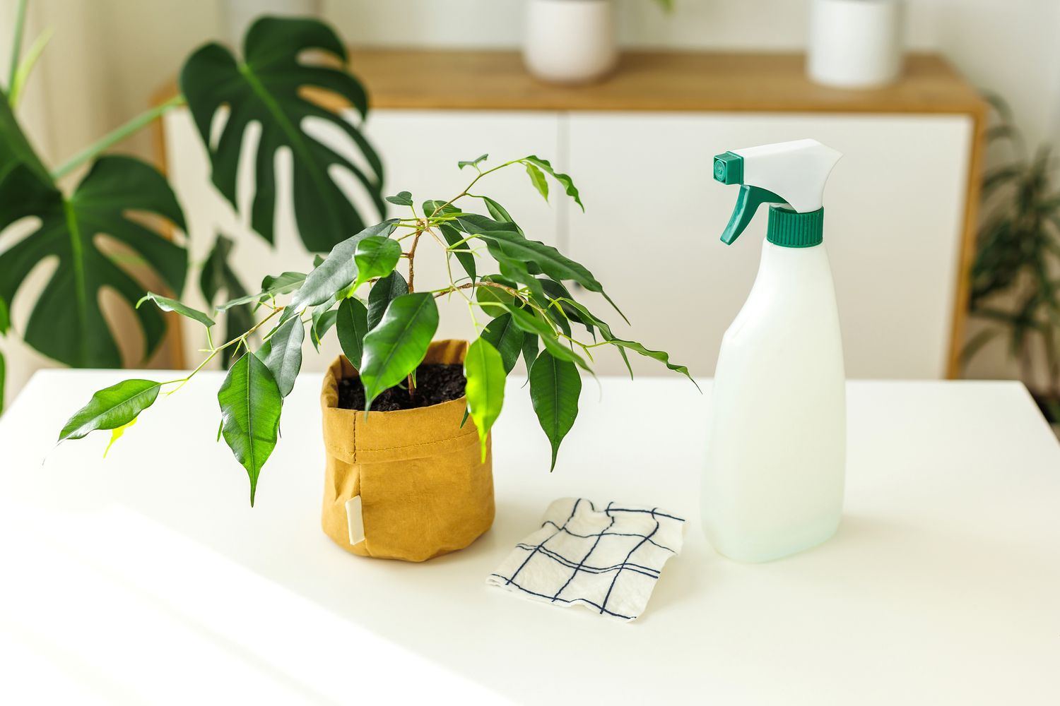 Tools for watering and cleaning plants. 