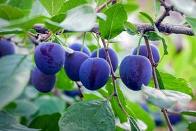A branch with multiple ripe plums hanging among green leaves