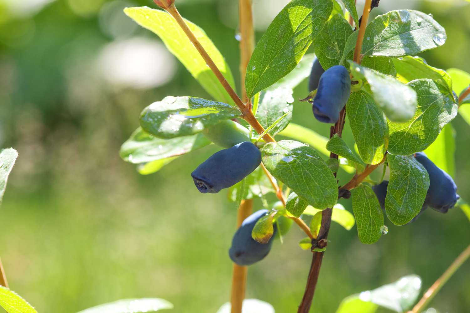 Honeysuckle berries growing on green foliage