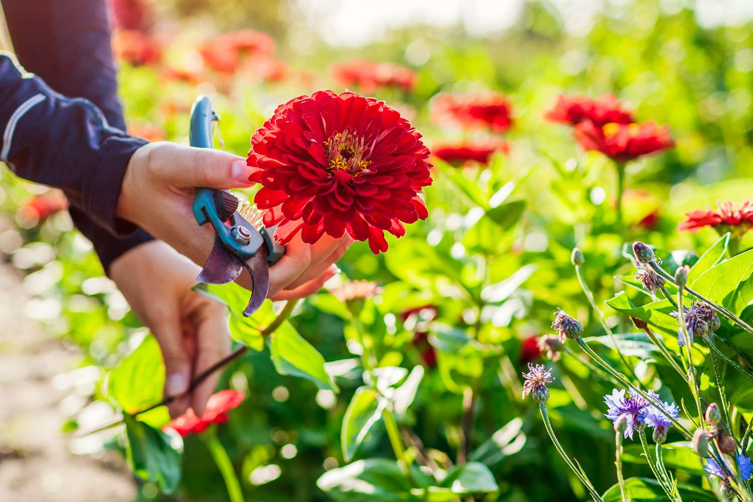 Harvesting zinnias