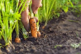 a hand harvesting carrots in a garden