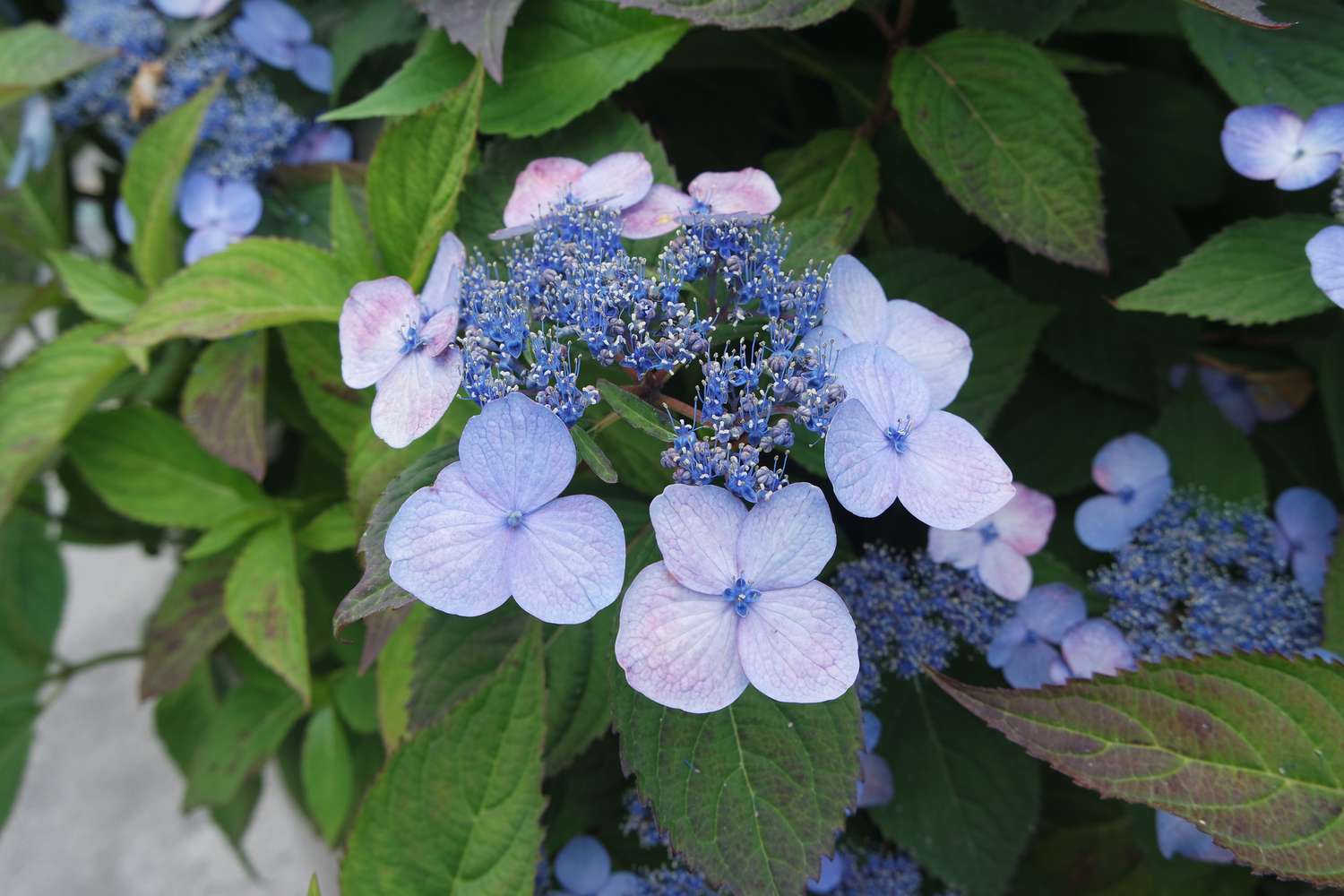 Beautiful blooming hydrangea serrata with green leaves and blue blooms