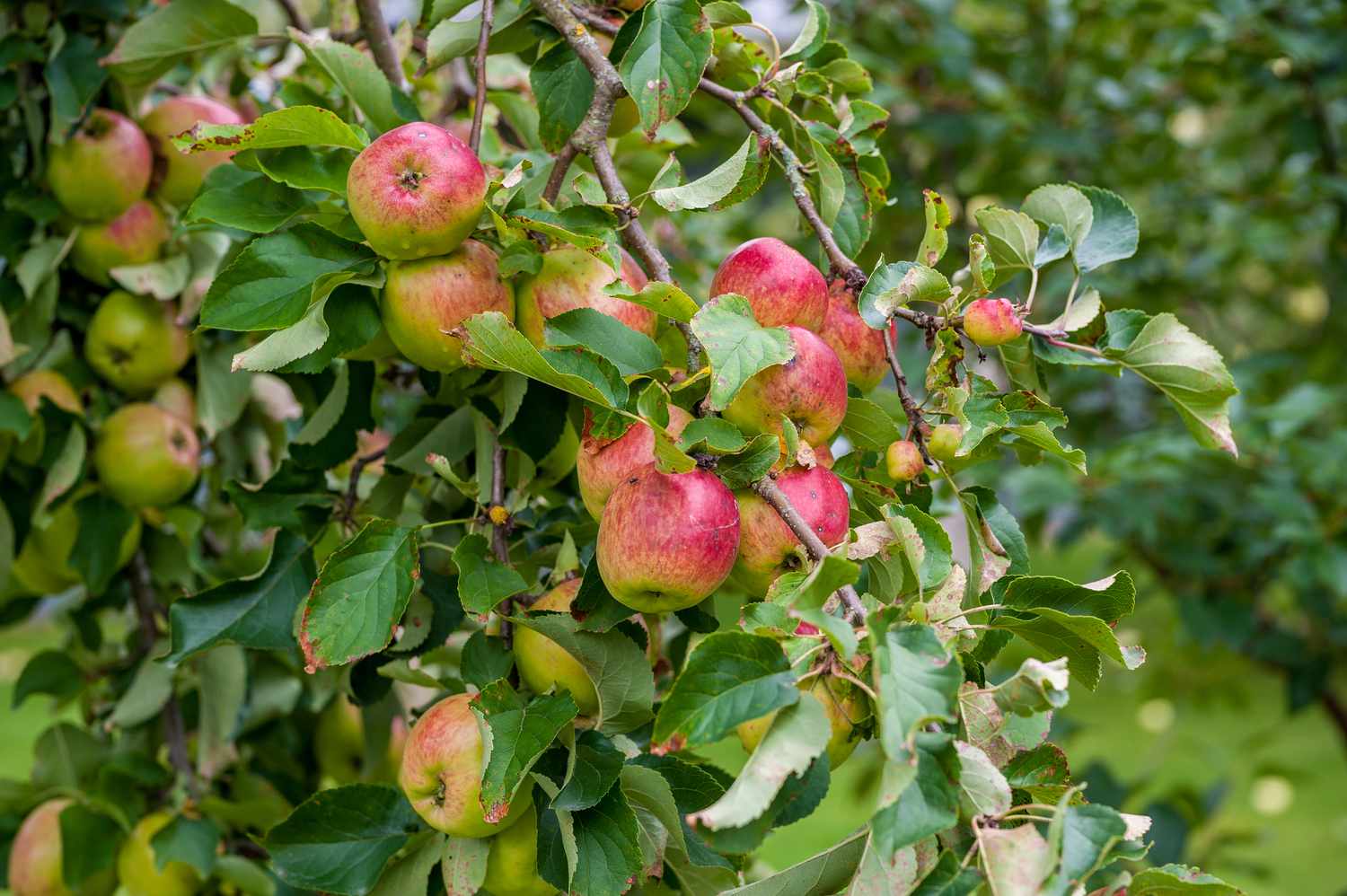 Apple Fruit and Tree in Garden