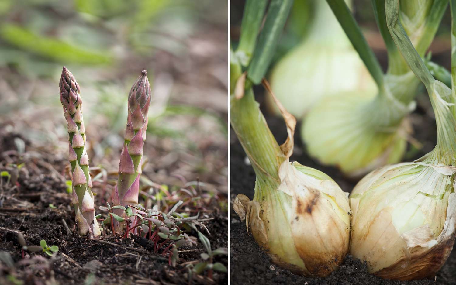 asparagus and onions growing