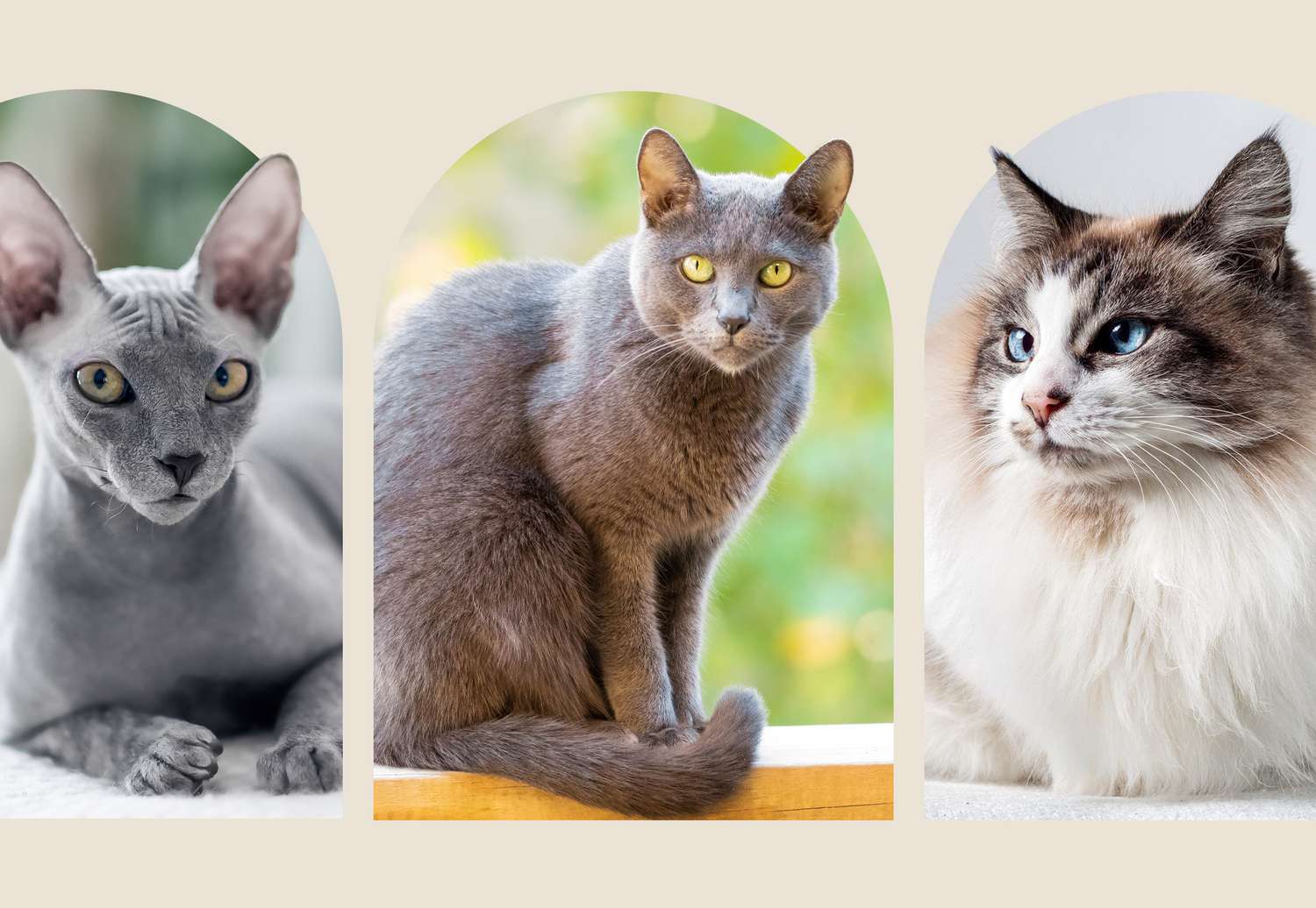 Sphynx cat, Russian Blue cat, and Ragdoll cat