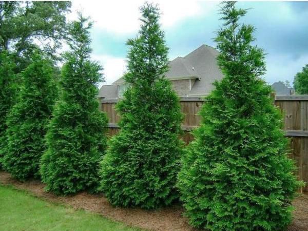 green gianta rborvitae trees lined up in a backyard