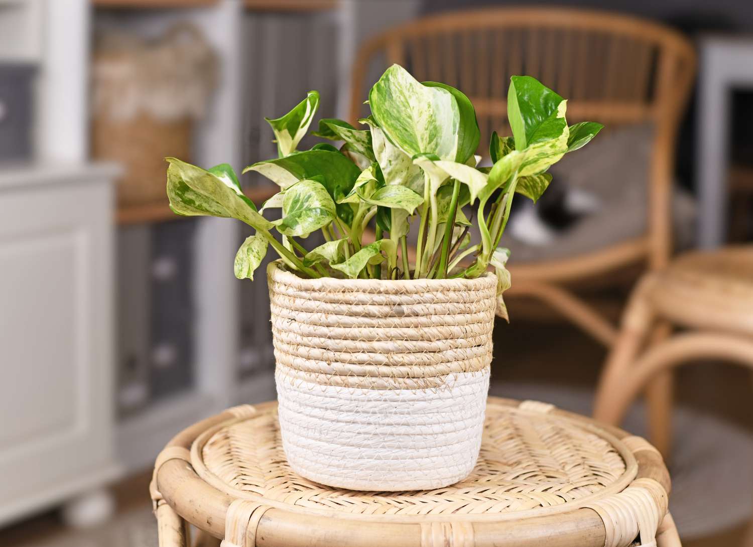 Manjula variety of a pothos plant on a stool