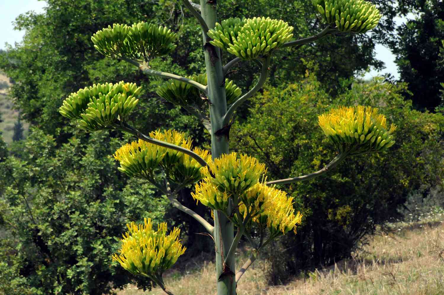 A flowering agave plant
