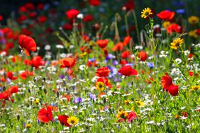 Wildflower meadow with red poppies