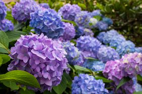 Hydrangea flowers in bloom