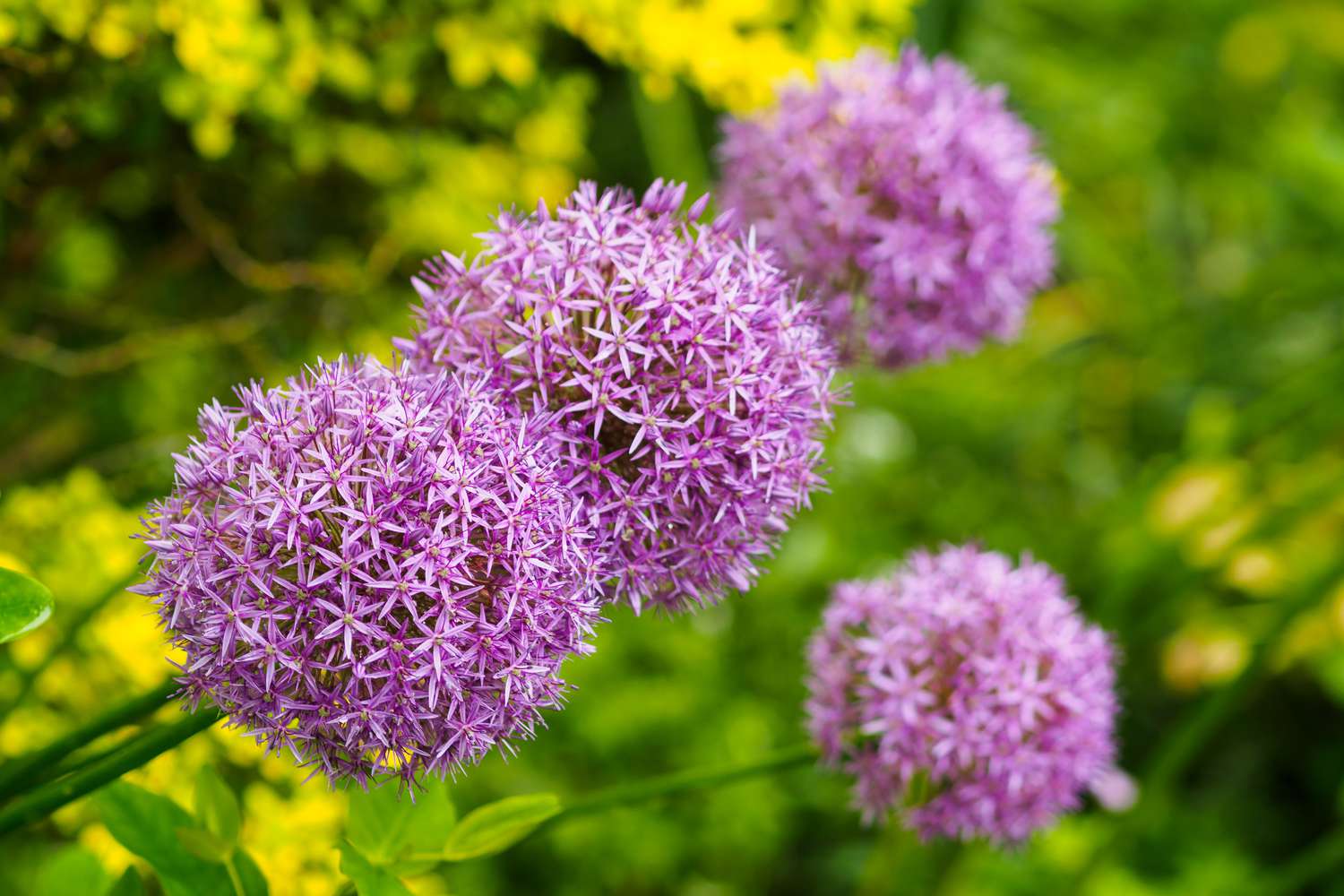 Allium flower