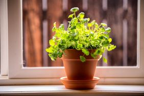 cilantro indoors