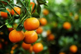 clementine tree fruit 
