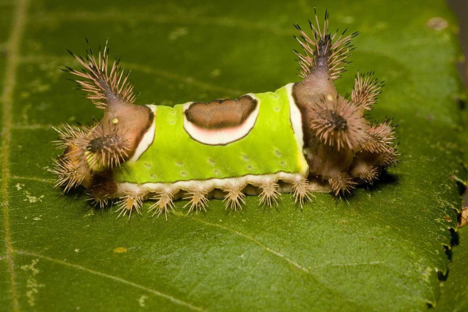 Saddleback caterpillar.