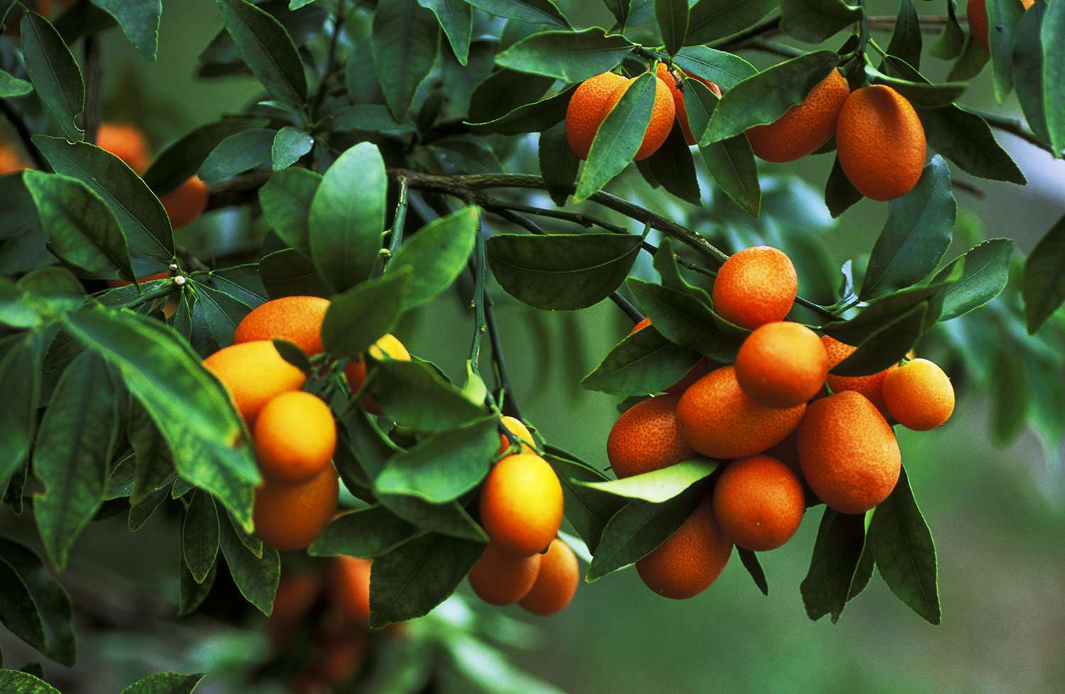 kumquats on a tree