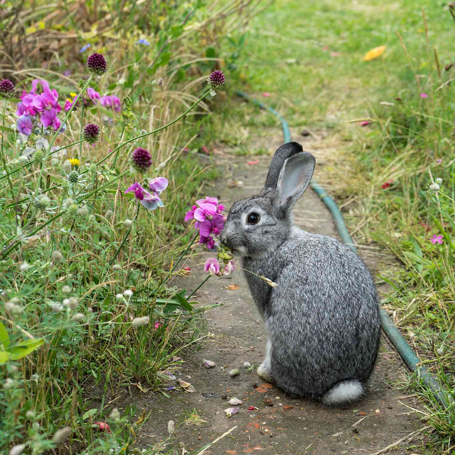 Garden Eating Flowers in a Garden
