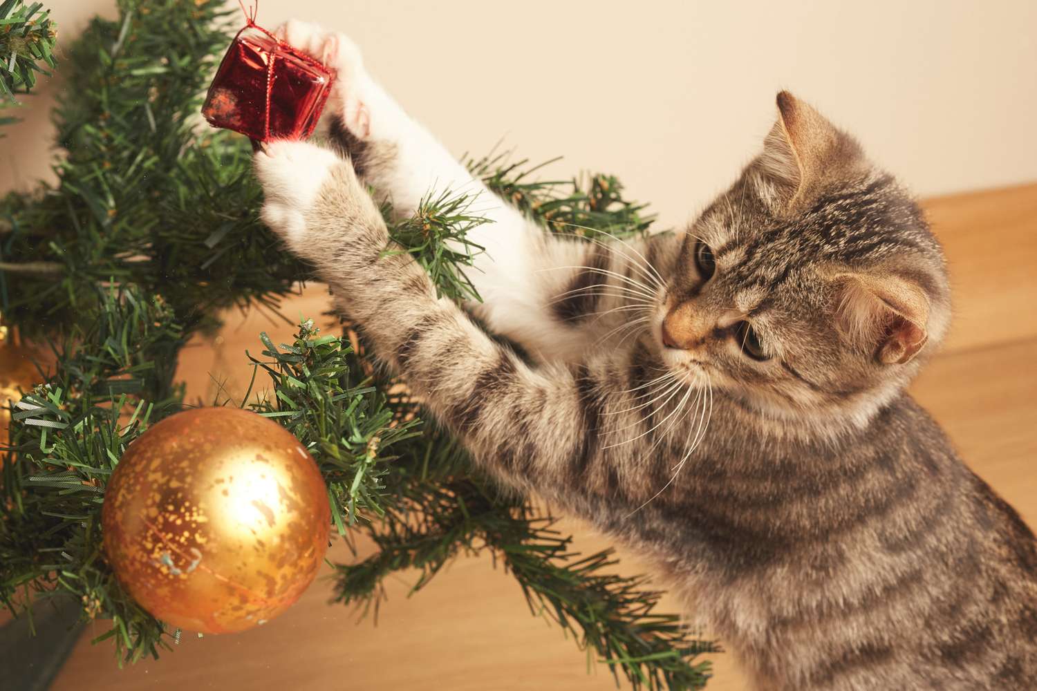 A cat reaches for a small red ornament on a decorated Christmas tree