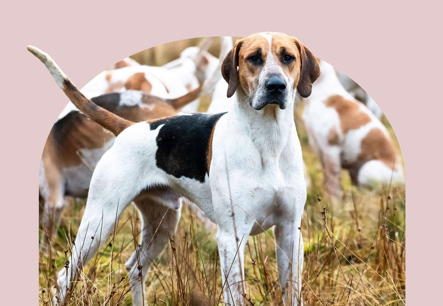 English Foxhound