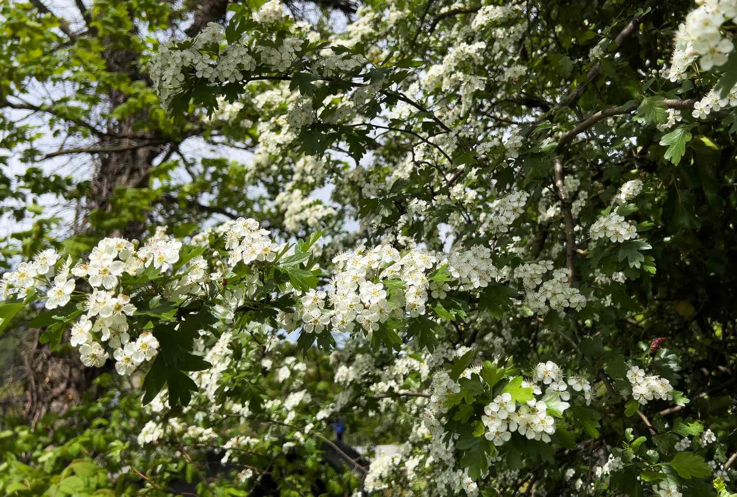 Branches of a flowering hawthorn tree in full bloom outdoors