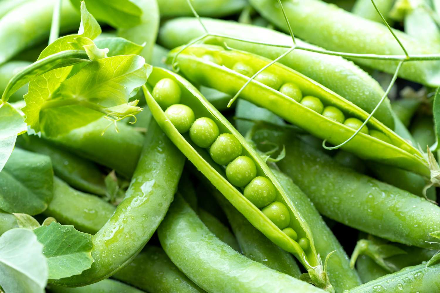 Open green pea pods closeup, background.