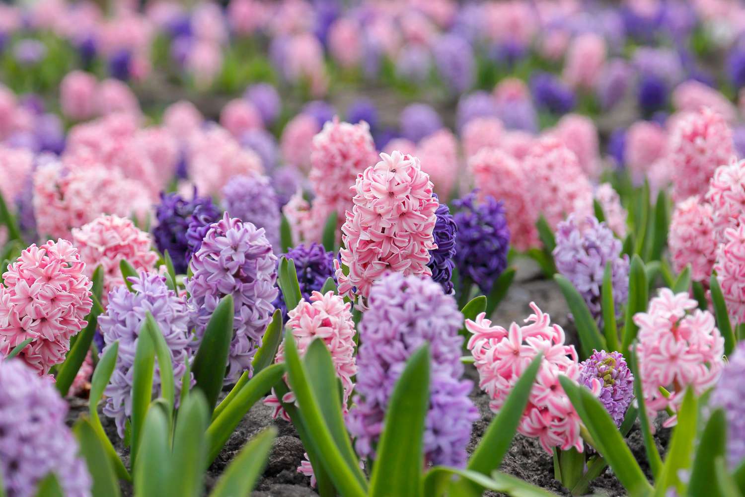flower bed with multi-colored hyacinths