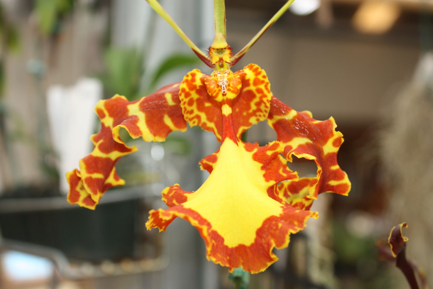 Butterfly orchid 