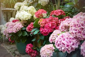 A close-up of blooming hydrangea flowers in garden planters outdoors