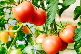 tomatoes