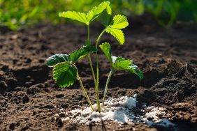 A small plant in soil with fertilizer visible around its base