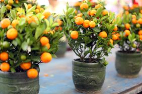 Pots of potted mandarin plants with fruit on a table