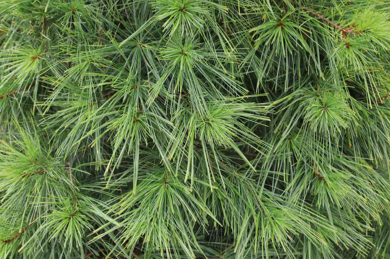Eastern white pine with green pine needles