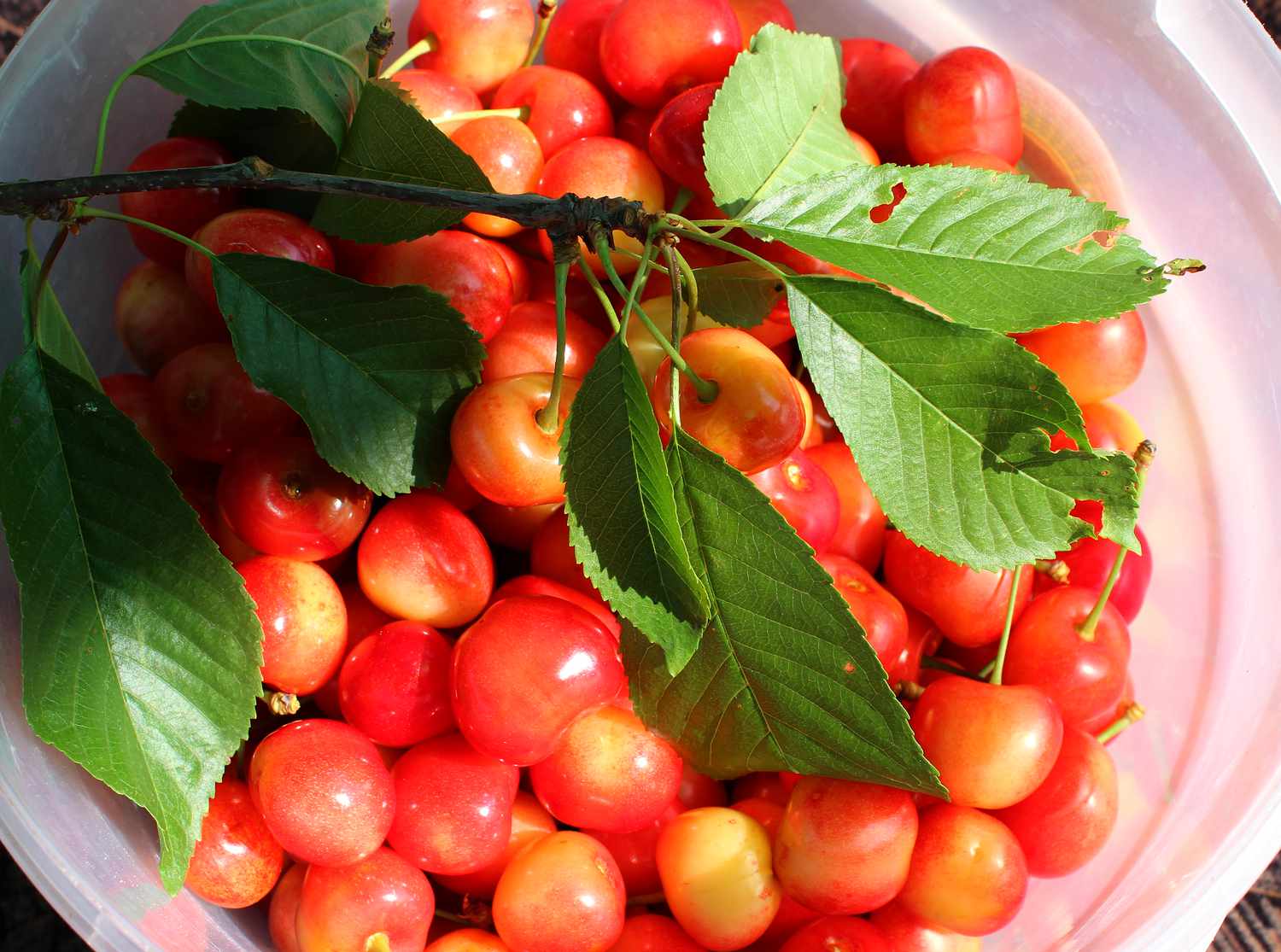 Royal Ann Cherry Tree Branch With Leaves On A Juicy Berries