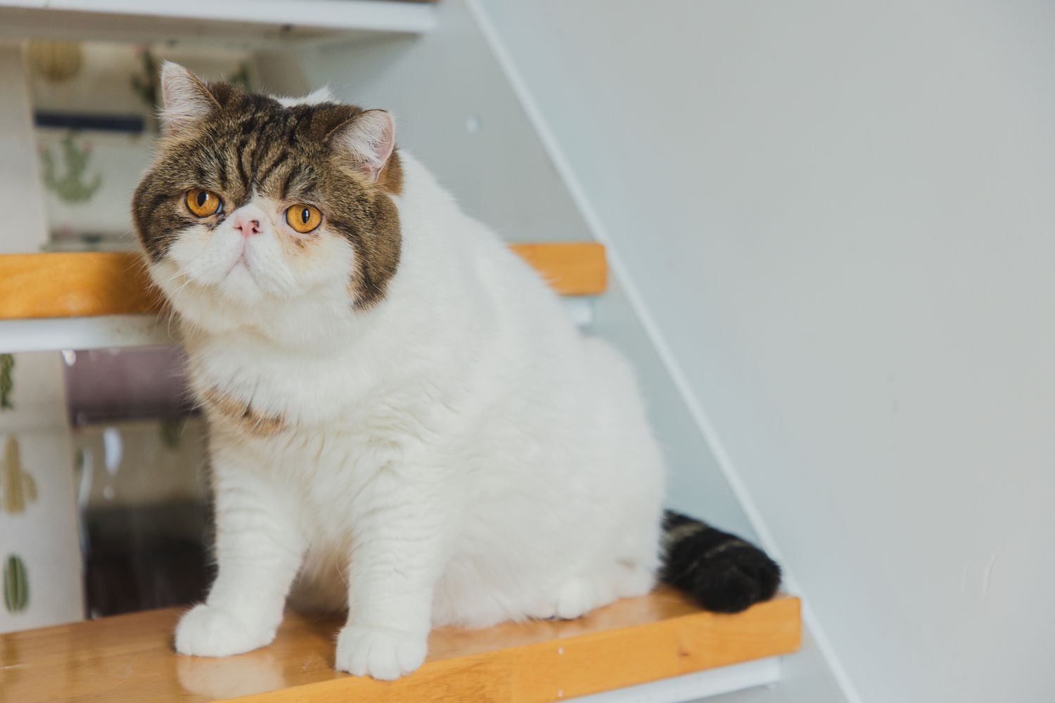 exotic shorthair cat 