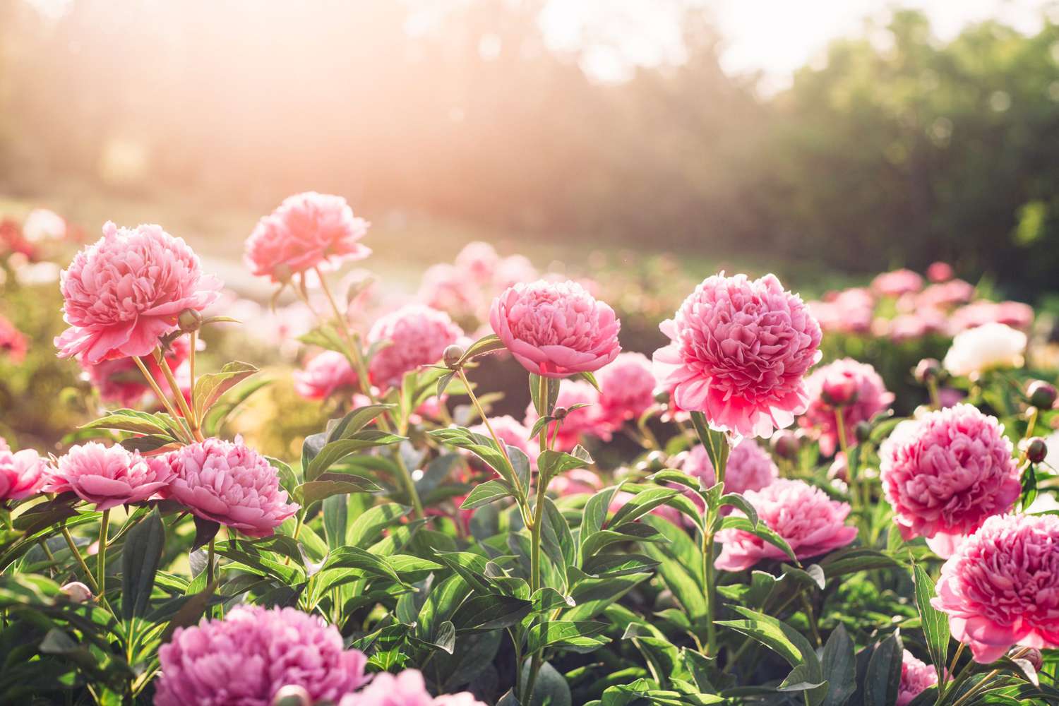 pink peony flowers in the garden