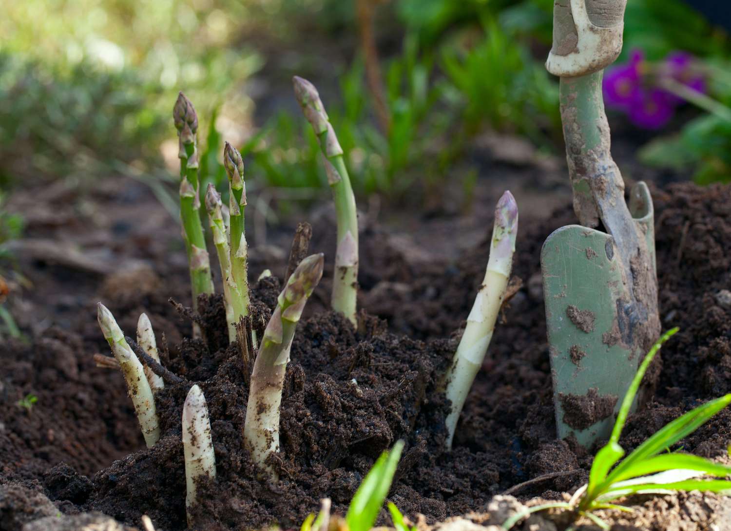 asparagus growing in a garden