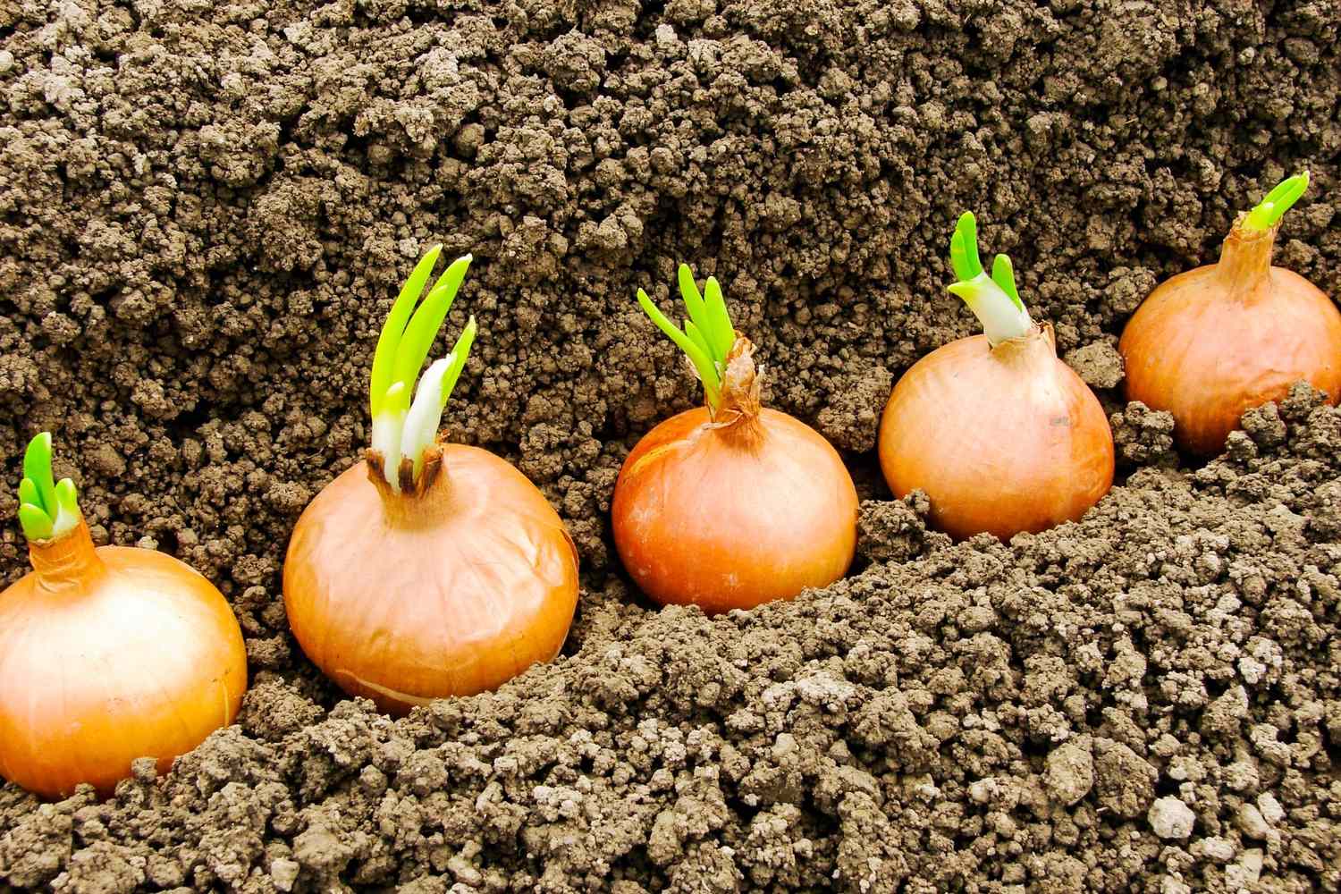 planting onion bulbs in garden